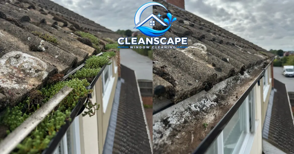 Before and after views of a moss-filled gutter cleaned by CleanScape